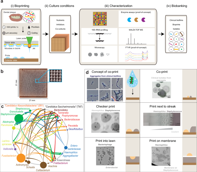 Fig. 1: Laser bioprinting of microbial cells.