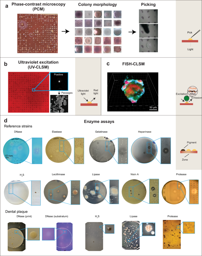 Fig. 4: Optical and biochemical characterization of bioprint arrays of colonies.