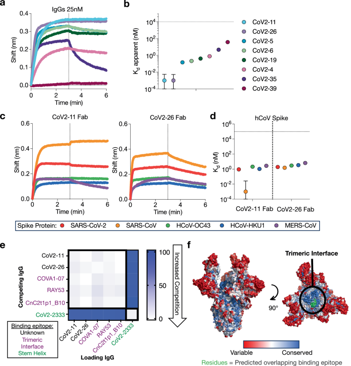 Fig. 2: Discovery of high-affinity, cross-binding antibodies to SARS-CoV-2 S2 subunit.