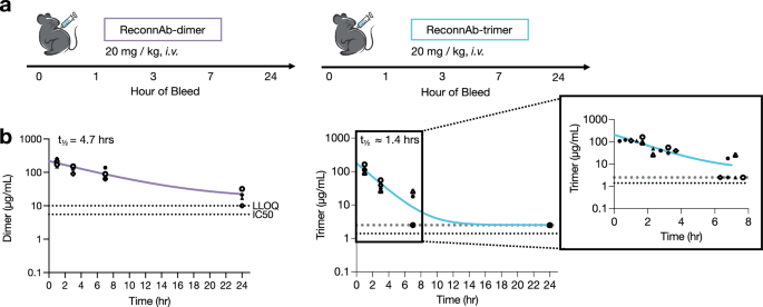 Fig. 4: Half-lives of ReconnAb-dimer and trimer are shorter than anticipated, but are longer for ReconnAb-dimer.