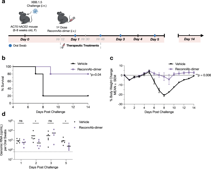 Fig. 5: ReconnAb-dimer protects mice in live viral challenge studies against Omicron variant XBB.1.5.