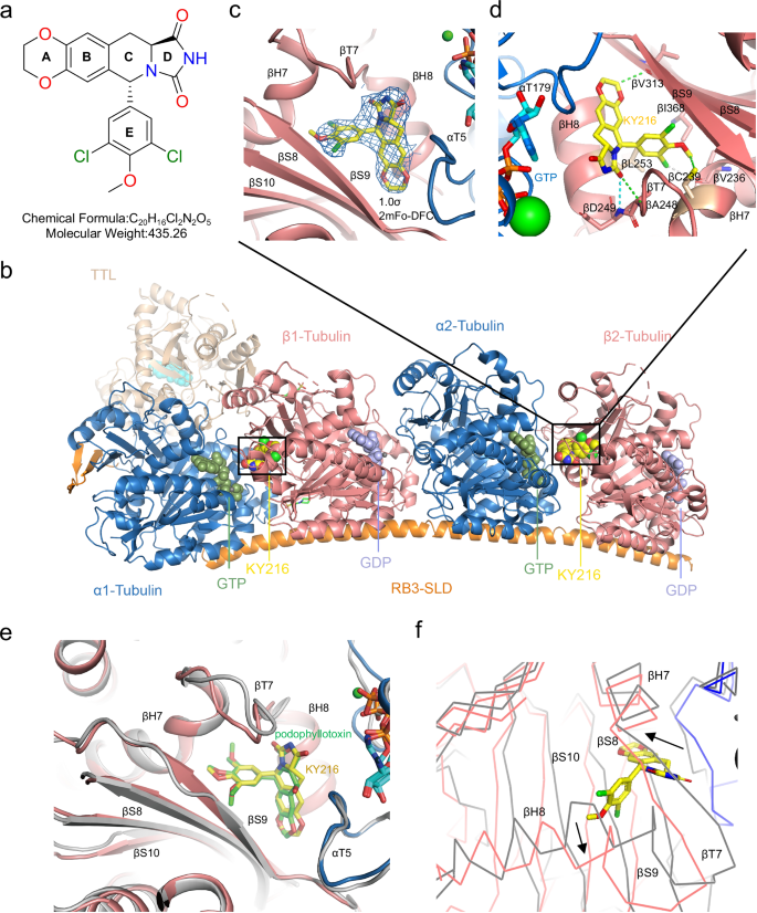 Fig. 1: The X-ray crystal structure of KY216 in complex with tubulin and the molecular interactions between KY216 and tubulin proteins.
