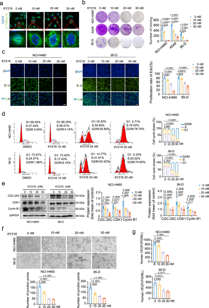 Fig. 2: KY216 effectively inhibits the progression of NSCLC in vitro.