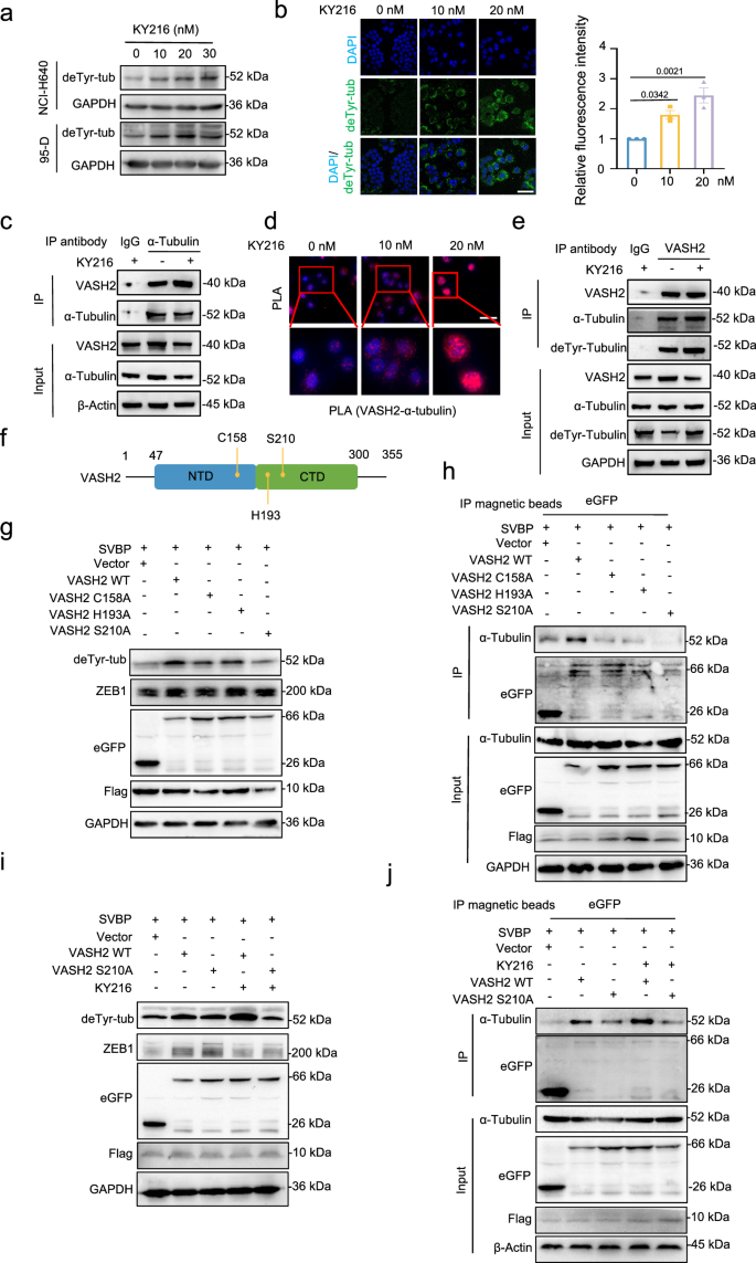 Fig. 5: KY216 inhibits EMT by promoting VASH2 binding to α-tubulin.