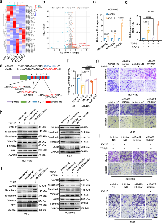 Fig. 6: KY216-induced miR-429 inhibits NSCLC metastasis by targeting VASH2 transcript.