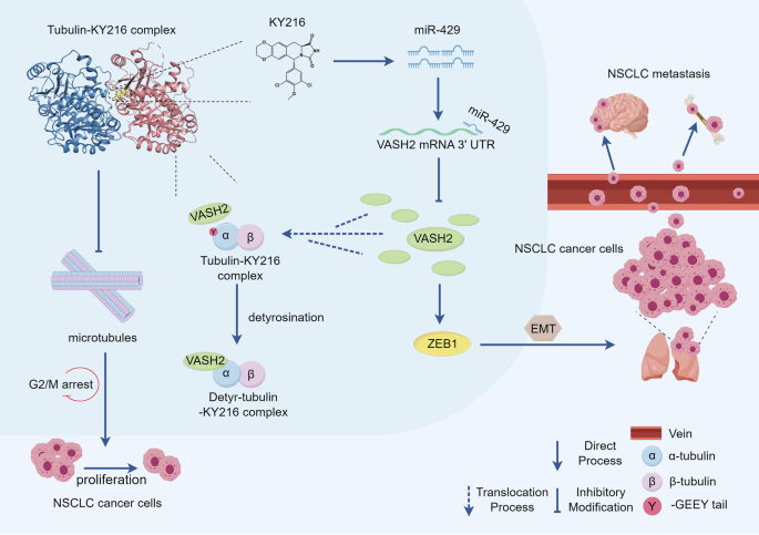 Fig. 8: Proposed model showing the mechanism underlying the KY216-tubulin complex captures VASH2 to inhibit NSCLC metastasis.