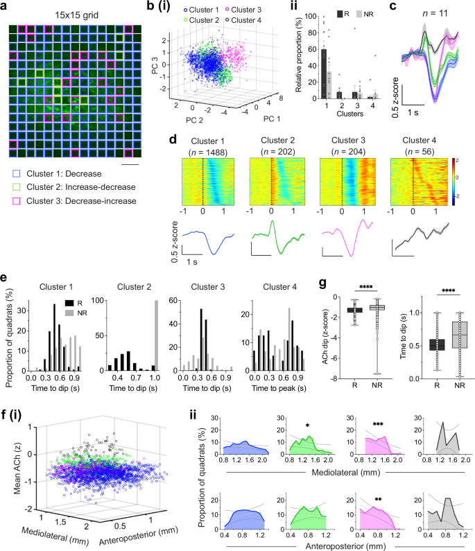 Fig. 3: Spatially resolved dynamics and functional organization of DS ACh release.