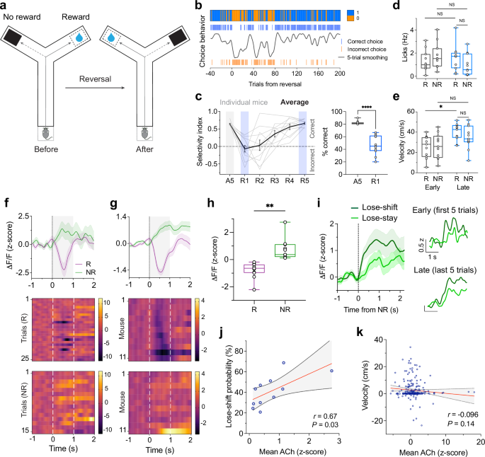 Fig. 4: ACh increases following reversal predict lose-shift behavior.