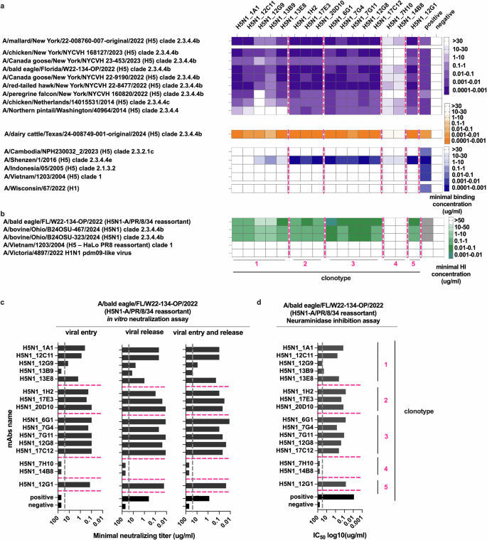 Fig. 1: Anti-H5 mAbs bind broadly to HA proteins of virus variants and inhibit virus replication in vitro.