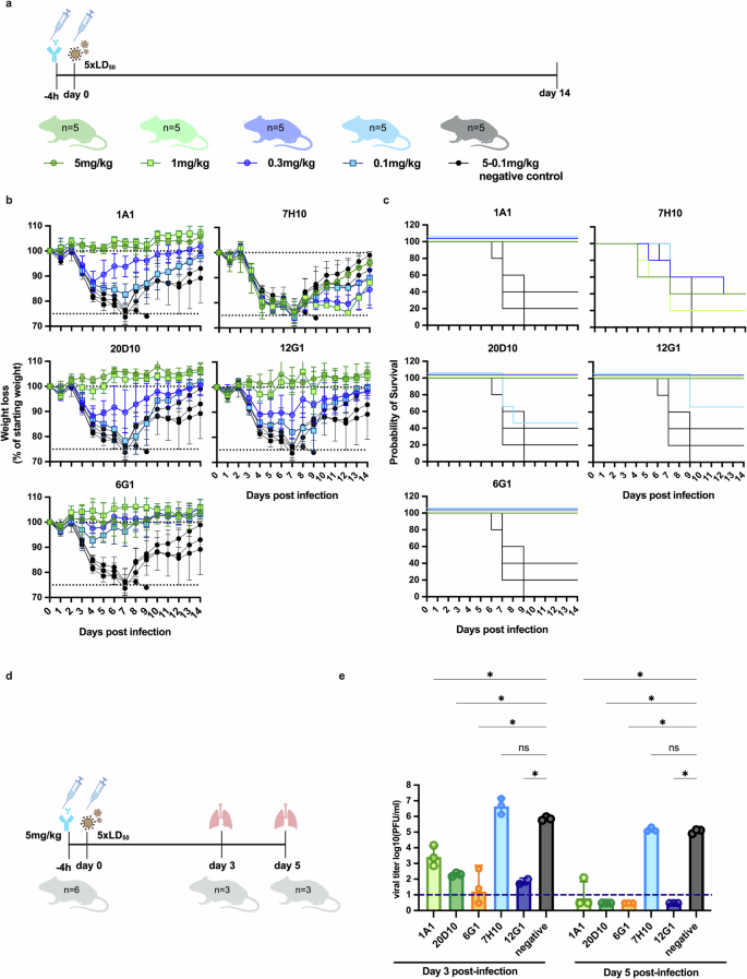 Fig. 2: Anti-H5 mAbs are protective in a prophylactic setting in vivo and promote viral clearance in infected mice lungs.