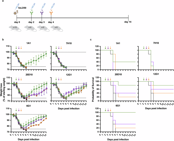 Fig. 3: Anti-H5 mAbs are protective in a therapeutic setting in vivo.