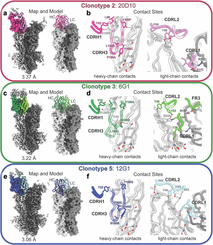 Fig. 4: Structural characterization of clonotypes 2, 3, and 5.