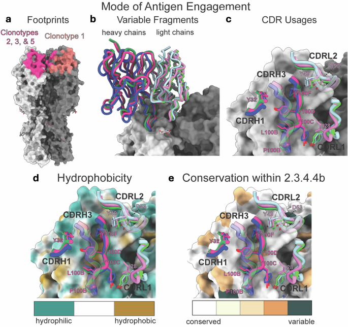 Fig. 5: Clonotypes 2, 3, and 5 have a shared mode of antigen engagement.
