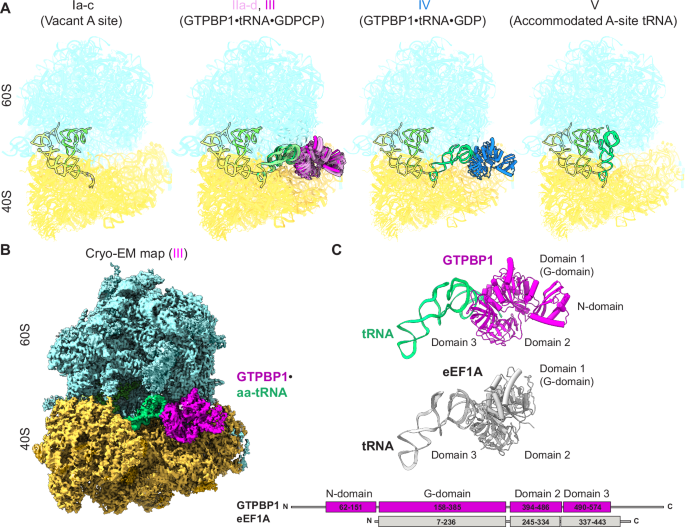 Fig. 1: Cryo-EM structures representing GTPBP1-catalysed decoding on the mammalian 80S ribosome.