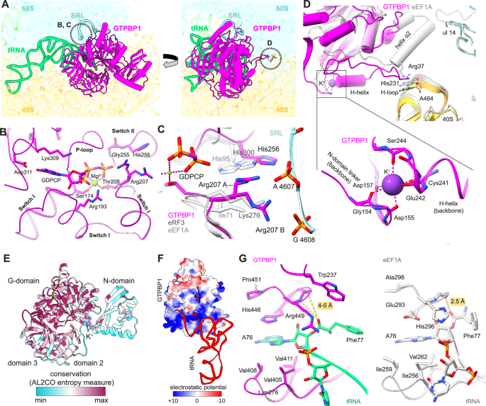 Fig. 2: Interactions of GTPBP1 with the ribosome, GDPCP and aa-tRNA (Structure III).