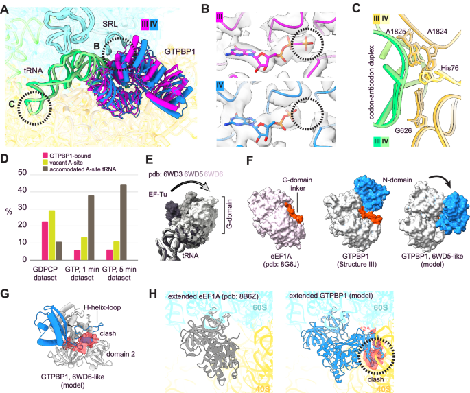 Fig. 4: GTPBP1•aa-tRNA•ribosome complexes in the presence of GTP.
