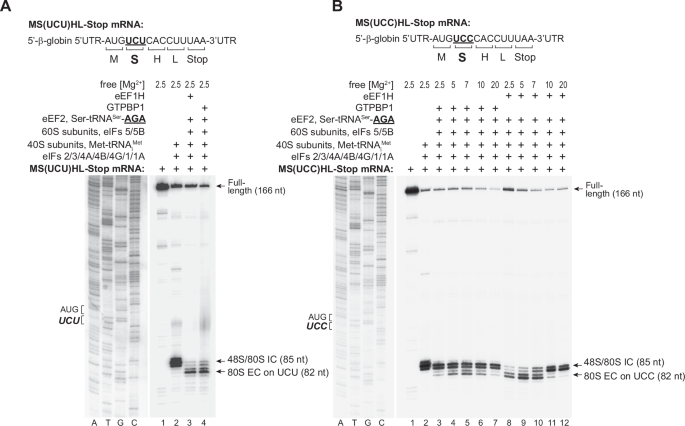 Fig. 5: Comparison of elongation activities of GTPBP1 and eEF1H on cognate and near-cognate codons.