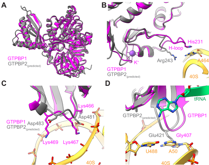 Fig. 7: Comparison of GTPBP1 with a predicted GTPBP2 structure on the ribosome.
