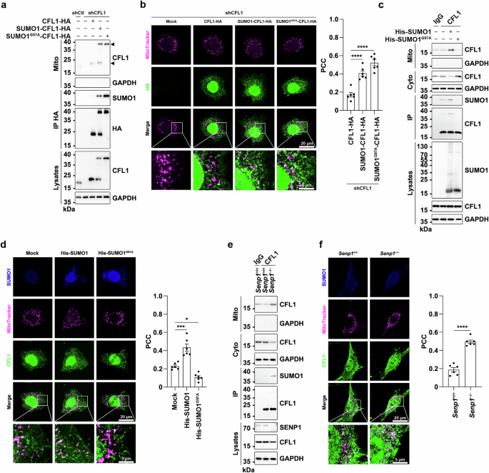 Fig. 1: Increasing CFL SUMOylation levels promotes its mitochondrial translocation.