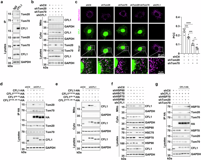 Fig. 3: CFL1 translocates to the mitochondria through recognition and interaction with HSP70, TOM20, and TOM70.