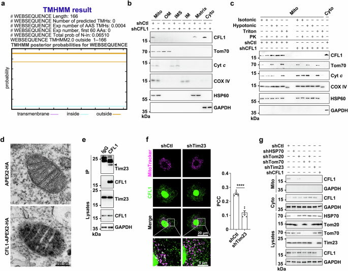Fig. 4: Sub-mitochondrial localization of CFL1.