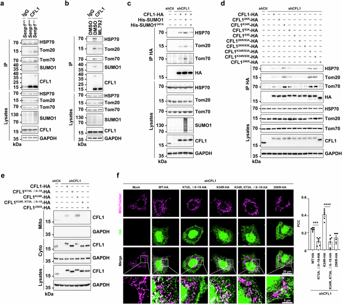 Fig. 5: CFL1 SUMOylation promotes the binding of CFL1 to HSP70, TOM20, and TOM70, thereby facilitating CFL1 mitochondrial translocation.