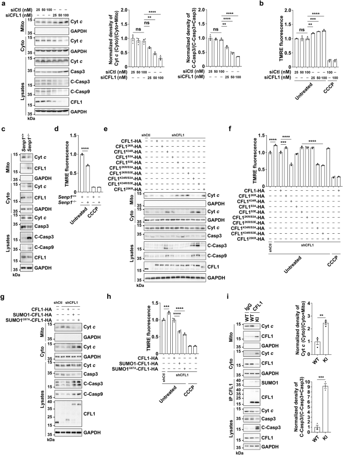 Fig. 6: CFL1 SUMOylation promotes Cyt c release and caspase activation.