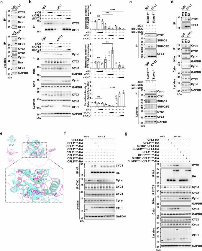 Fig. 7: CFL1 SUMOylation promotes the binding of CFL1 to CYC1, thereby inhibiting the binding of CYC1 to Cyt c, leading to the release of Cyt c.