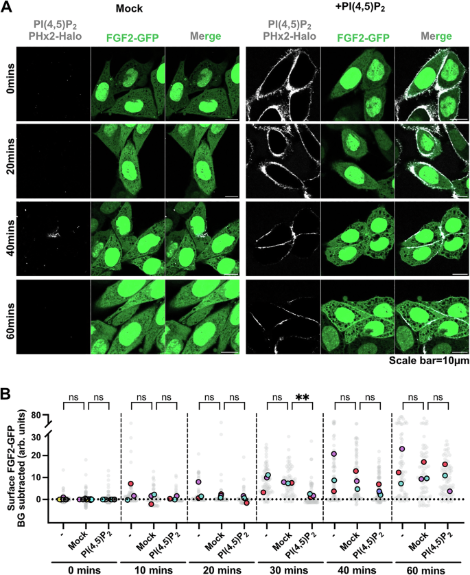 Fig. 10: FGF2-GFP secretion is modulated by PI(4,5)P2 levels at the plasma membrane surface.