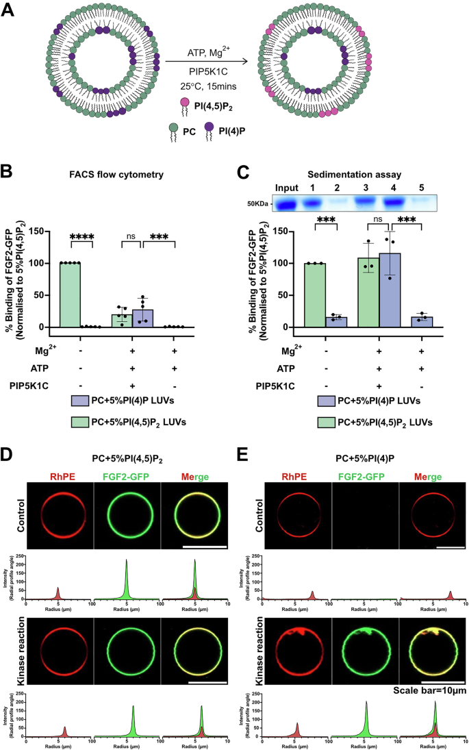 Fig. 1: Enzymatic approach to generate PI(4,5)P2 asymmetric vesicles.