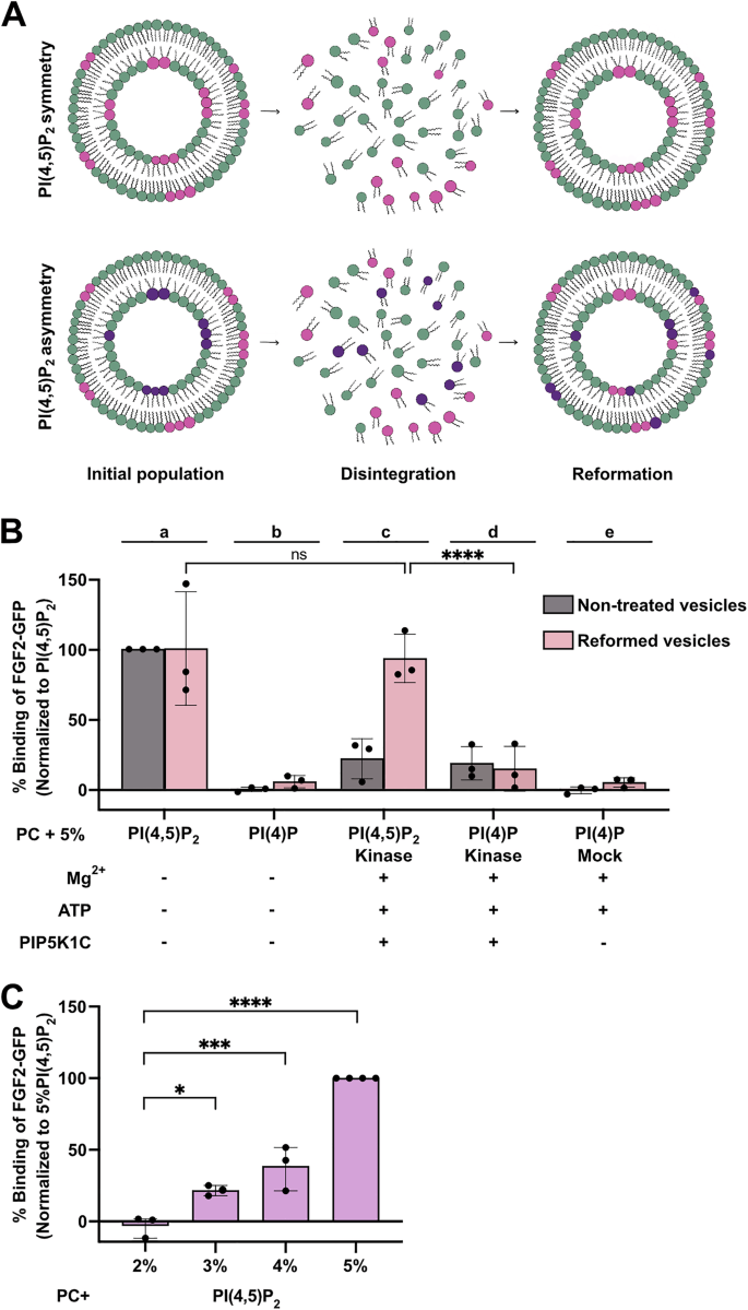 Fig. 2: Testing transbilayer PI(4,5)P2 asymmetry in large unilamellar vesicles.