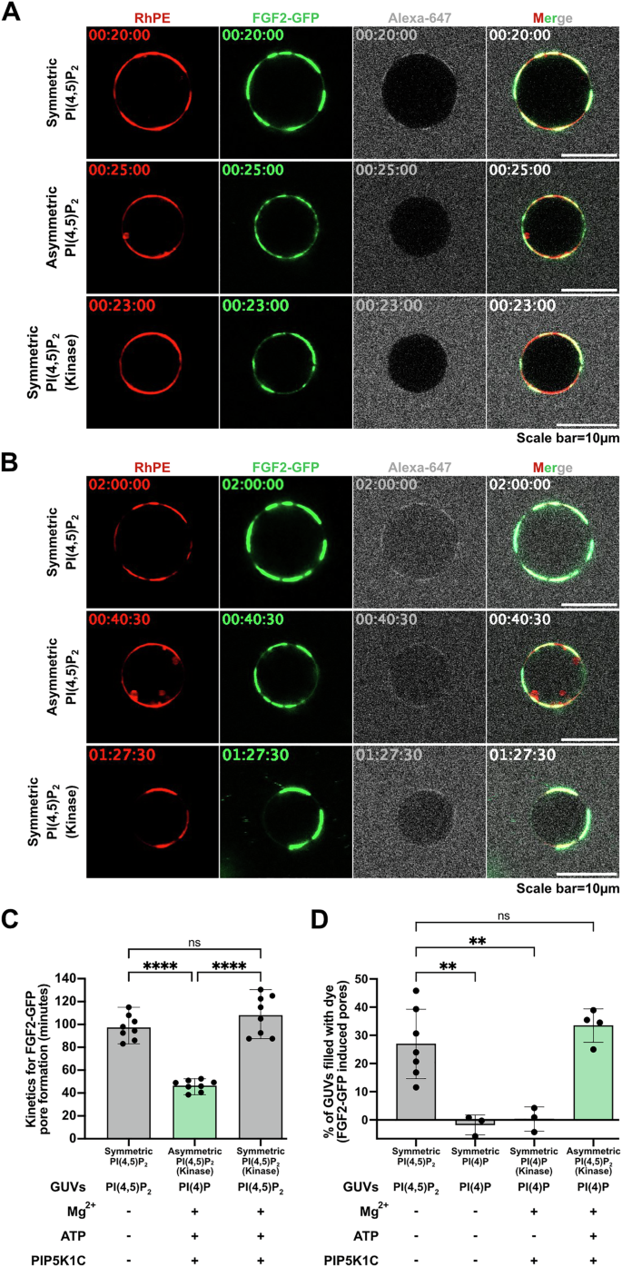 Fig. 4: FGF2 translocation kinetics depend on the asymmetric transbilayer distribution of PI(4,5)P2 based on individual GUV analyses.