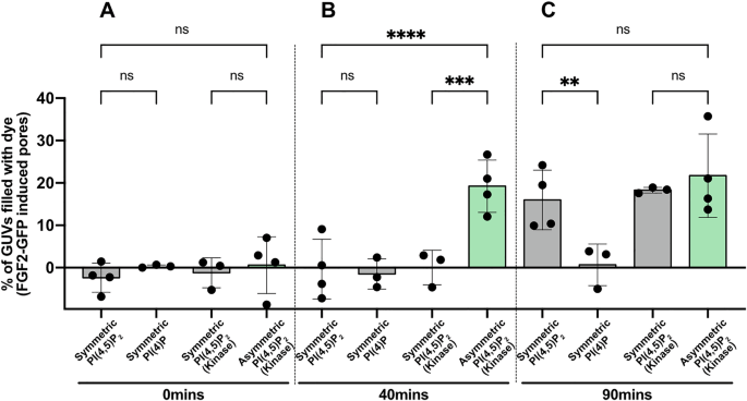 Fig. 5: FGF2 translocation kinetics depend on the asymmetric transbilayer distribution of PI(4,5)P2 based on bulk quantification of GUVs.