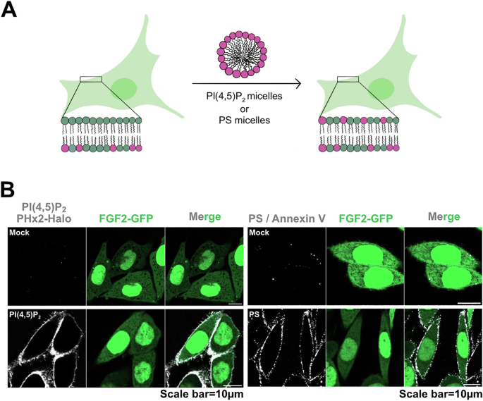 Fig. 6: Disruption of cellular transbilayer asymmetry of PI(4,5)P2 or PS.