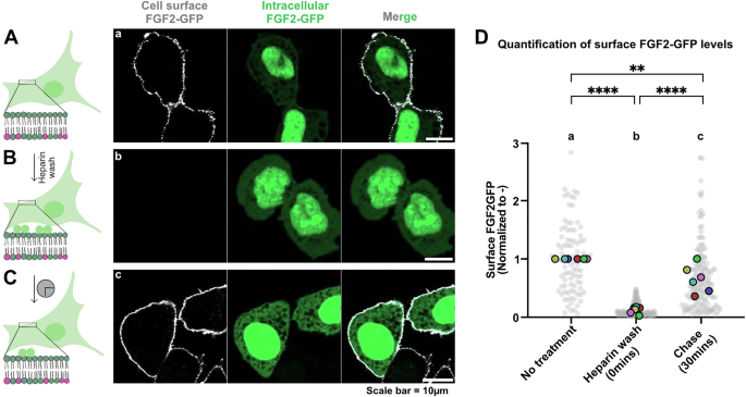 Fig. 7: A quantitative assay measuring an acute wave of FGF2 secretion from cells.