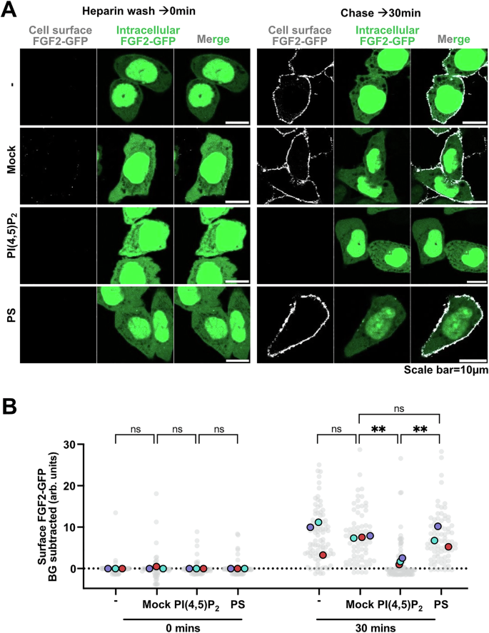 Fig. 8: Disruption of transbilayer PI(4,5)P2 asymmetry inhibits FGF2-GFP secretion in cells.