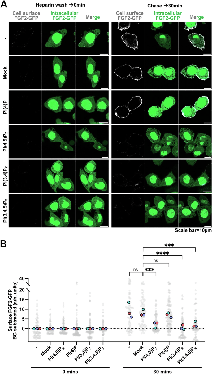 Fig. 9: Effects of exogenously added phosphoinositides on FGF2-GFP secretion from cells.