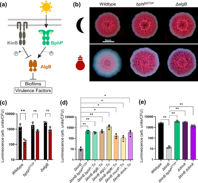 Fig. 1: A genetic screen identifies positive regulators of photo sensing.