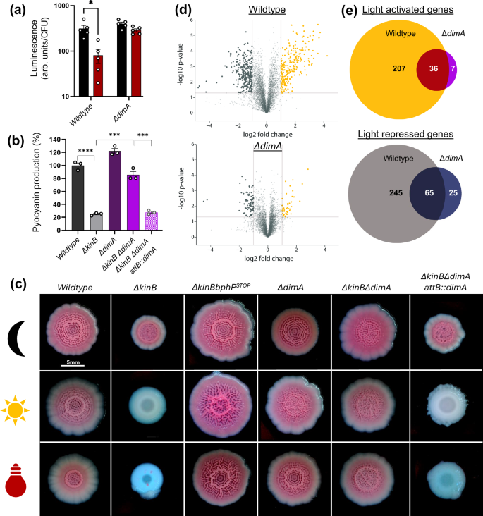 Fig. 2: DimA promotes photo-sensing dependent behaviors.