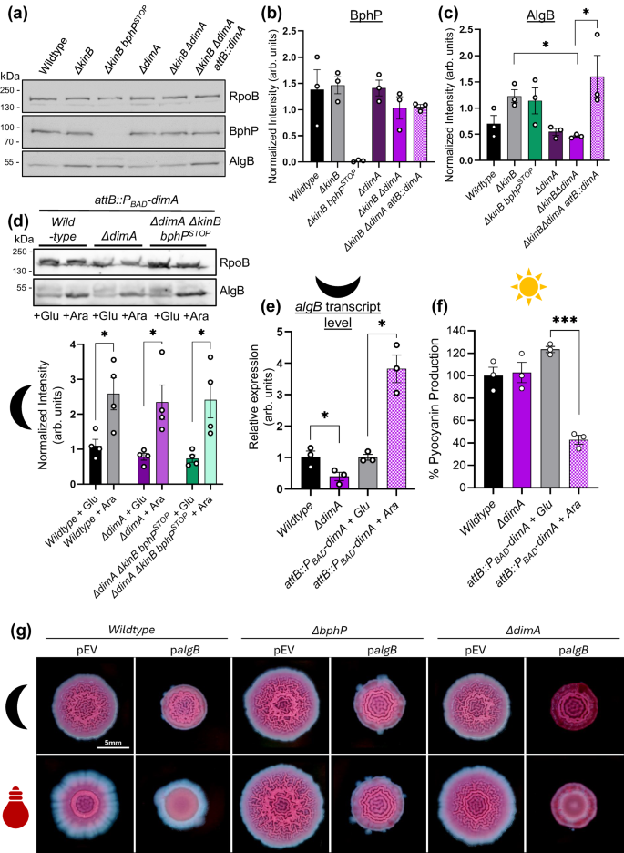 Fig. 3: DimA enhances AlgB protein levels.