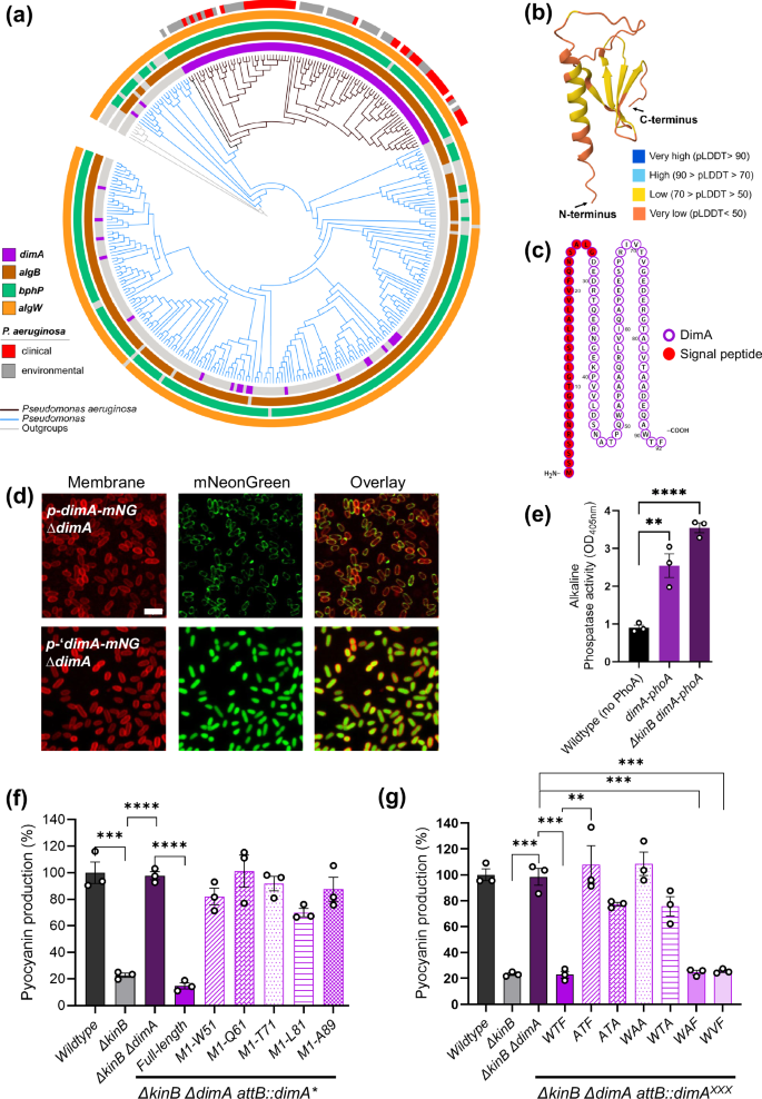 Fig. 4: The C-terminal WTF motif of DimA is required for its function.