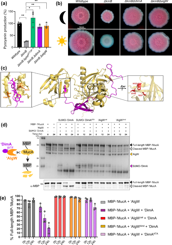 Fig. 5: DimA is an activator of AlgW protease.