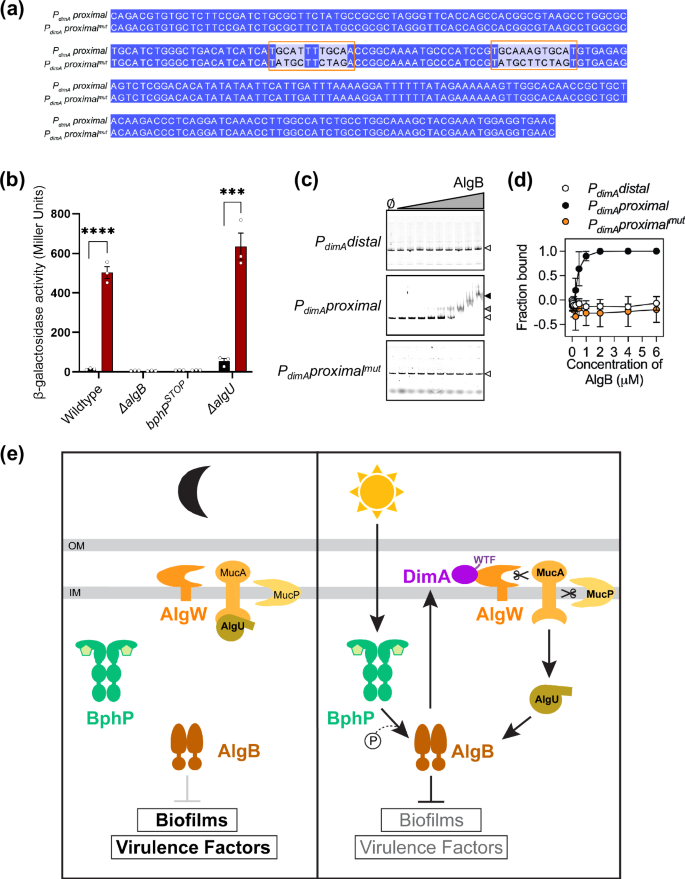 Fig. 6: Light induces dimA expression in an AlgB-dependent manner.