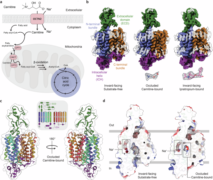 Fig. 1: Structures of OCTN2 in the inward-facing and occluded conformations.