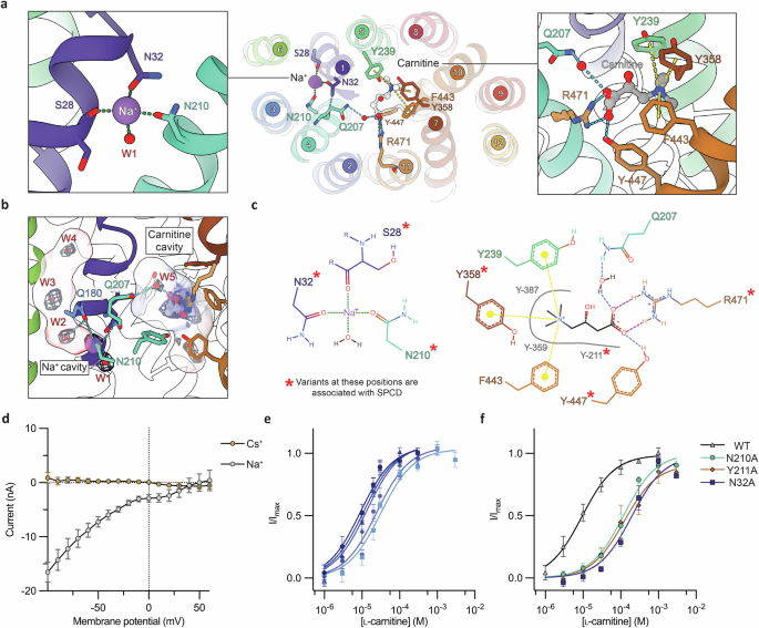 Fig. 2: The occluded conformation substrate- and Na+ ion-binding sites.
