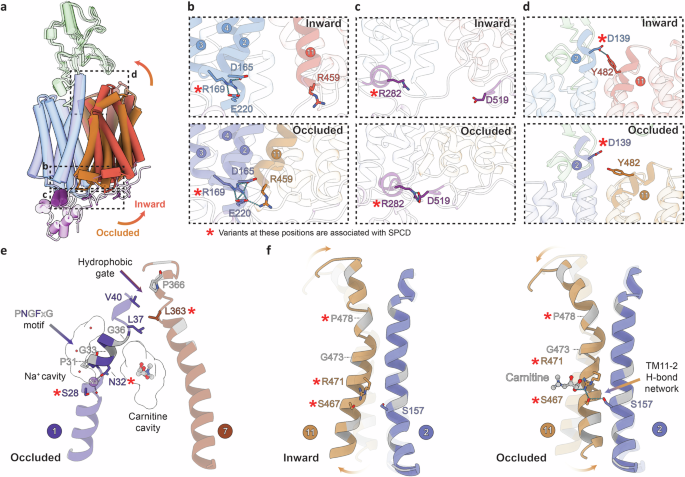 Fig. 3: Structural transitions show gating rearrangements and dual function helices.