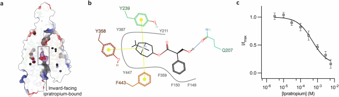 Fig. 4: Inward-facing ipratropium-bound OCTN2.