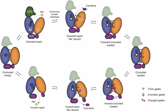 Fig. 5: Proposed OCTN2 Na+-coupled carnitine transport cycle.