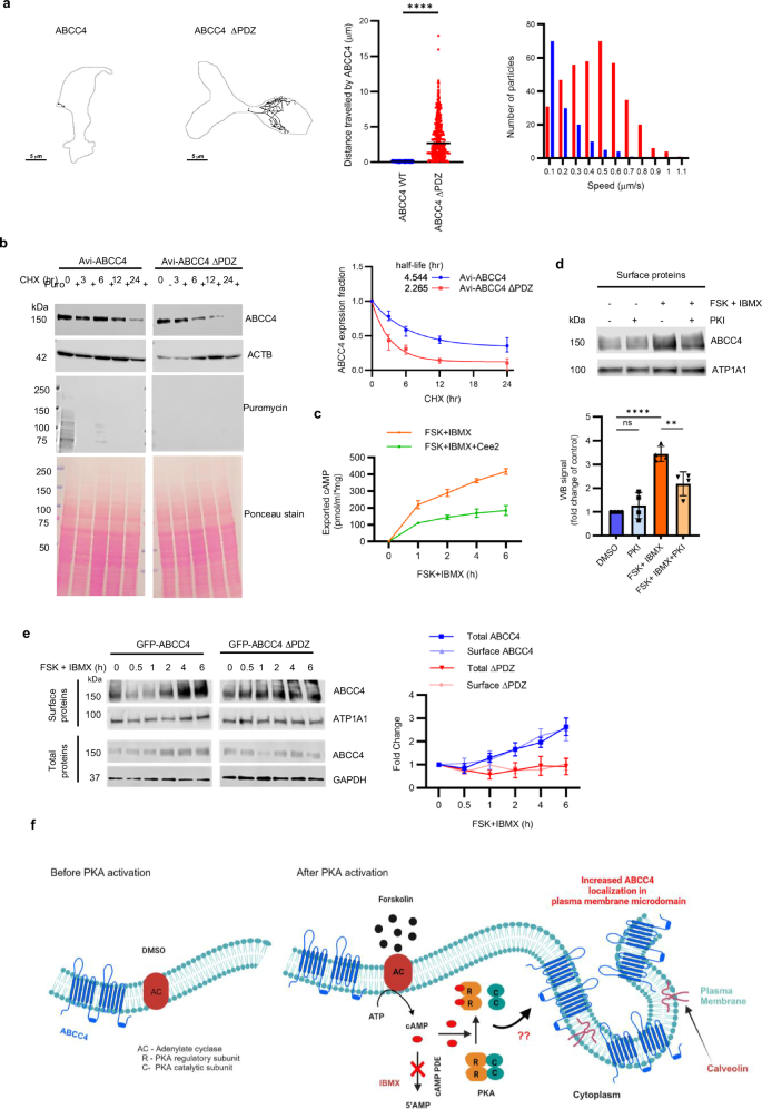 Fig. 1: Deleting the PDZ motif causes rapid movement of ABCC4 and prevents PKA-induced increase in ABCC4 expression.