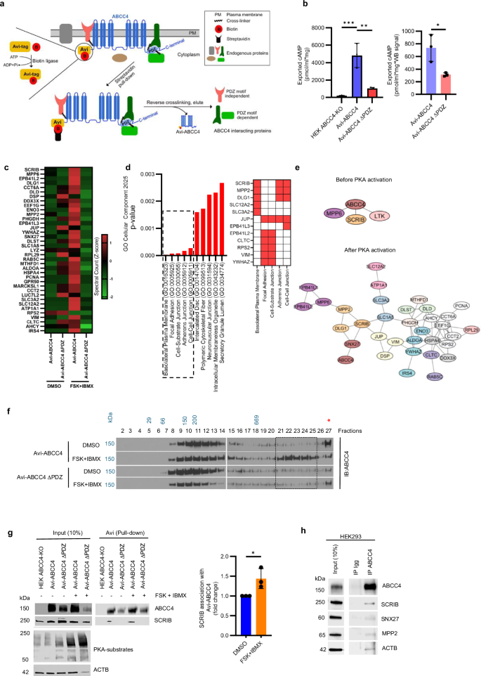 Fig. 2: PKA activation promotes ABCC4 PDZ motif-dependent protein complex formation.